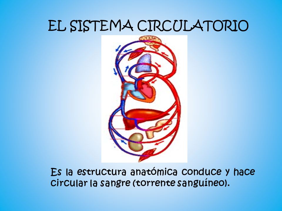 Efectos del tabaco en el sistema circulatorio